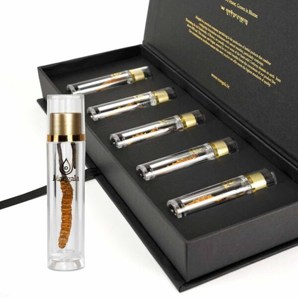 Cordyceps in 5 tubes