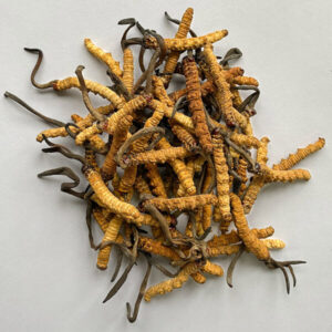Bhutan cordyceps sinensis | Pure wild Bhutan cordyceps