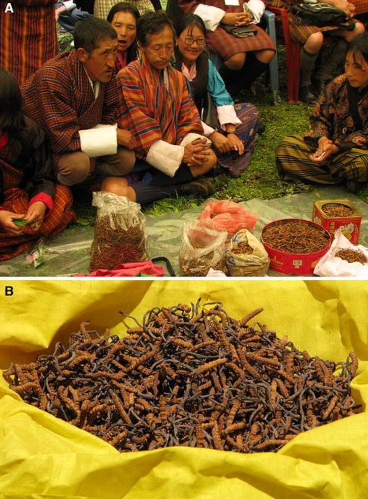Bhutan cordyceps sinensis auction yards in Bhutan